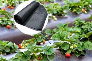 Виды и особенности пленки для мульчирования: улучшение урожая и забота о почве