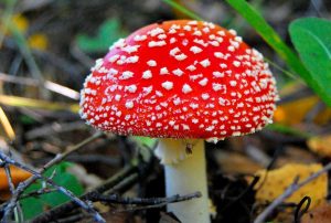 Лекарства на основе мухомора: польза и влияние на здоровье